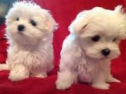 AKC Maltese Puppies((413) 561-0821)