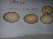 BLUE & GOLD MACAW PARROTS EGGS
