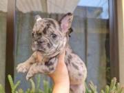 French Bulldog Puppies bdv 626 655-1287