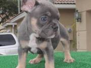French Bulldog Puppies bdv