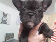 French Bulldog Pups ‪+1 (231) 680‑0547‬
