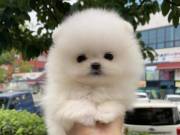 Quality Pomeranian Puppies For Sale