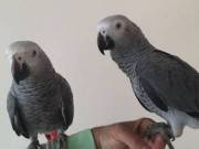 Pair Baby Very Tame African Grey Parrot