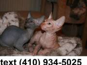 Lovely hairless sphynx kittens for searching for new homes!!
