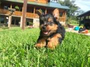 Gorgeous Teacup Yorkie Puppies Available Text (443) 855-4535