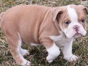 English BUlldog Puppies  Available