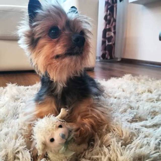 Male and Female Yorkie Puppies Kansas City Animal, Pet