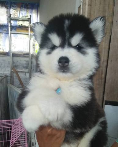 Quality Male And Female Siberian Husky Puppies For Sale Baton Rouge Animal Pet