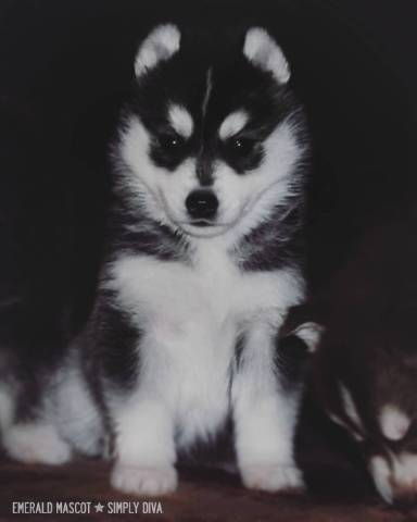 11 week old husky puppy