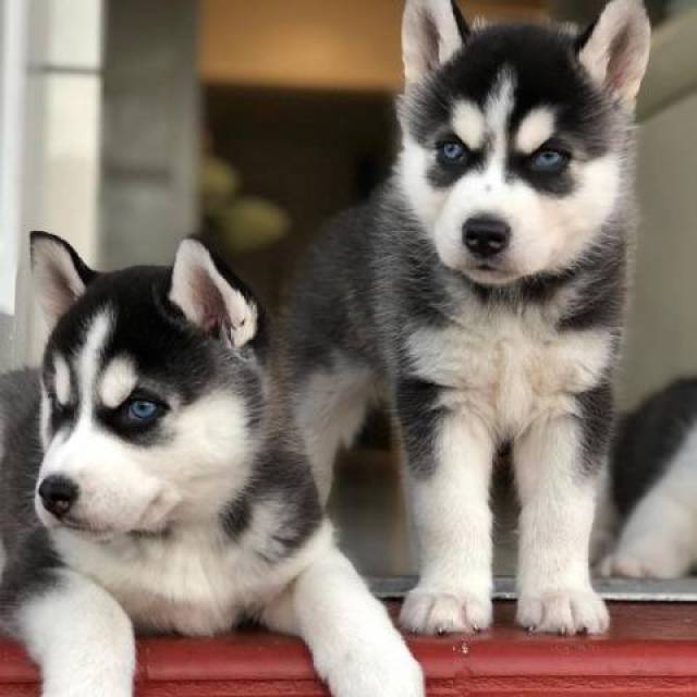 Registered Purebred Siberian Husky Puppies Albuquerque Animal Pet Registered Purebred Siberian Husky