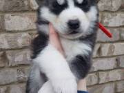 Beautiful Husky pups for sale text 415-758-0471