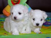 Stunning Kc Reg Maltese Puppies 415-758-0471