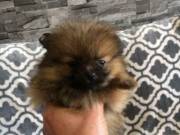 Pomeranian Puppies For Sale