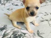 Tiny chihuahua girl SMS ‪(650) 275-2748‬