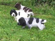 Cocker spaniel puppies (660) 455-2204