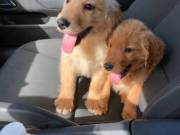 Golden Retriever puppies
