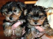 Lovely Yorkie Puppies for Adoption