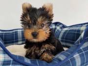 Gorgeous Yorkie Puppies 