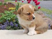 Pembroke Corgi Puppy