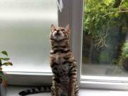 Adorable Bengal Kittens