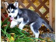 Adorable Siberian Husky Pups For Sale