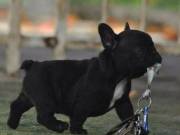 M/F French bulldog puppies with payment plan(469) 317-9974