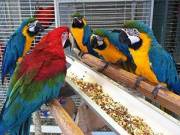 HUEVOS DE LOROS DISPONIBLE