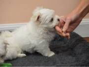 babies Maltese Puppies