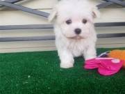 Lovely Maltese Puppies for a new home