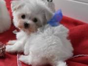 young Lovely Maltese Puppies for a new home