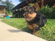  Adorable Male and Female Teacup Yorkie puppies ready (301) 357-8722