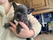 Gorgeous French Bulldog Puppies 