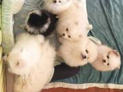 Purebred Pomeranian Puppies