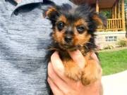  Male and Female Teacup Yorkie puppies ready (301) 357-8722