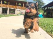 Adorable Yorkshire Terrier Puppy for Sale (301) 357-8722
