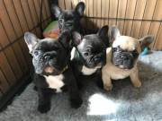 Adorable weeks 10 old French Bulldog Puppies x