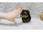  Vaccinated Yorkie Puppies Dolly Males And Females 
