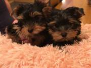 Adorable Yorkie Puppies.