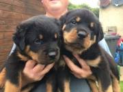 Home Trained Rottweiler puppies