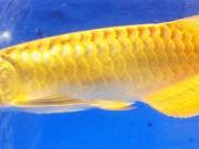 Top quality Grade AAA Asian Arowana fishes for sale