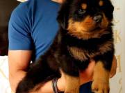 Outstanding male and female rottweillers