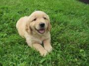 Cheerful Golden retriever puppies ready