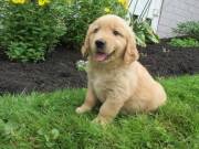 Daring Golden retriever puppies ready