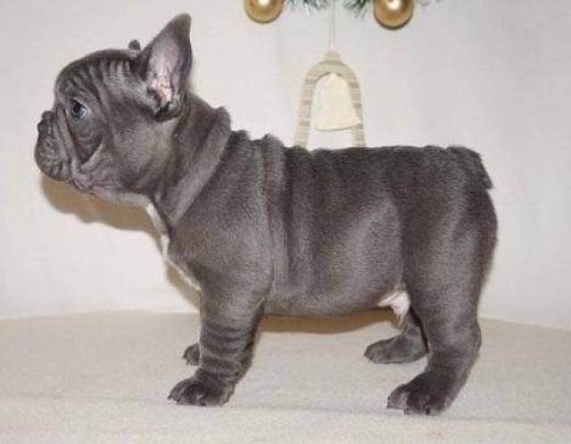french bulldog puppies los angeles