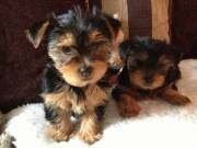  Super Adorable Teacup Yorkie puppies