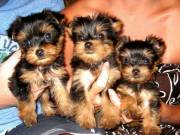  Super Adorable Teacup Yorkie puppies
