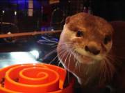 otter in need of a new family