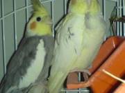 pair of cocktail parrots set to go