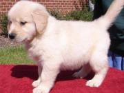 Well Trained Pure Breed Golden Retriever  Text At (217)471-7677
