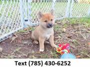 Quick Shiba Inu Puppies Looking For Caring Homes.